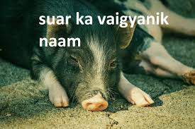 Adrián suar, argentinian actor and producer. à¤¸ à¤…à¤° à¤• à¤µ à¤œ à¤ž à¤¨ à¤• à¤¨ à¤® Suar Ka Vaigyanik Naam Hindi Arth