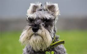 His stand, the fool, is a. Top 135 Schnauzer Names The Dog People By Rover Com
