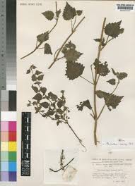 Image result for Equilabium laxiflorum