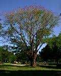Image result for Erythrina livingstoniana