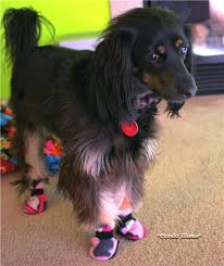 Pin On Dog Training