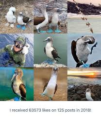 Bird With Blue Feet Pin On Birds