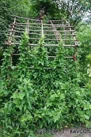 Image result for Periploca