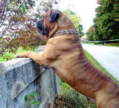Will be ready at 8 weeks. 16 Bullmastiff Ideas Bull Mastiff Mastiffs Dogs