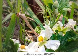 Image result for Lagenaria sphaerica