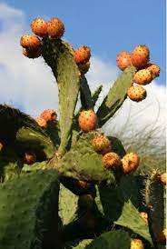 The genus is named after the ancient greek city of opus. Sabra Cactus Isreal Tough And Prickly On The Outside But Tender And Sweet On The Inside Cactus Trees To Plant Plants