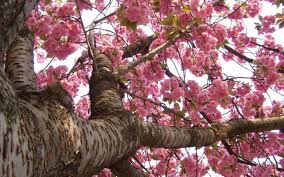 A tree is a wonderful living organism which gives shelter, food, warmth and protection to all living things. 20 Most Beautiful Flowering Trees Around The World