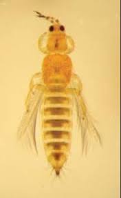 Image result for Onion Thrips