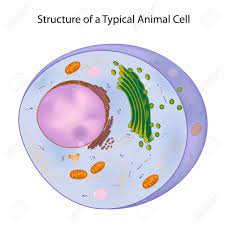 Check spelling or type a new query. A Typical Animal Cell Royalty Free Cliparts Vectors And Stock Illustration Image 15111567