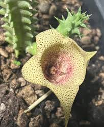 Image result for Tavaresia