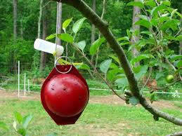Meet the integrated pest management, inc. Apple Insect Management Overview Nc State Extension