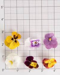 Viola and pansy flowers are edible and often used to decorate cakes and other baked treats. Mixed Viola Edible Flowers Add Beauty Of The Rainbow To Plates The Chef S Garden