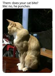 So we have found the funniest cat memes on the internet, for your personal enjoyment. Mid Week Kitty Litter That Requires Clearing 19 Cat Memes I Can Has Cheezburger