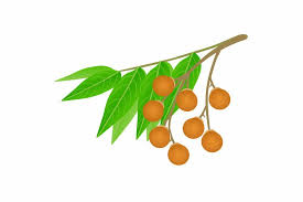 Image result for Sapindus