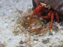 Maybe you would like to learn more about one of these? Are These Spaghetti Worms Identification Forum Nano Reef Community