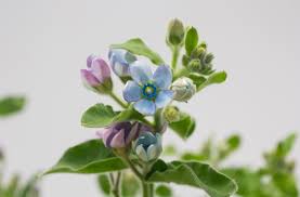 Image result for Oxypetalum coeruleum