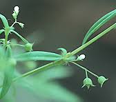 Image result for Oldenlandia angolensis