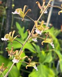 Image result for Eulophia tuberculata
