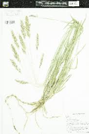 Image result for Heteranthoecia  guineensis