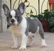 Browse and find french bulldog puppies today, on the uk's leading dog only classifieds site. Pin On Bulldogs