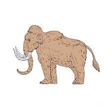 Check spelling or type a new query. Woolly Mammoth Side Drawing Digital Art By Aloysius Patrimonio