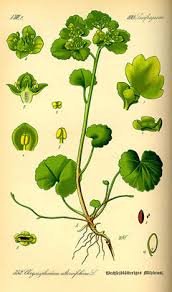 Image result for Chrysosplenium americanum