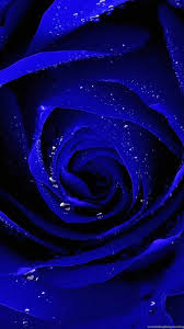 Wallpapers can be downloaded by android, apple iphone, samsung, nokia you will certainly enjoy its fascinating looks. Blue Rose Hd Wallpapers Pictures For Mobile Desktop Background