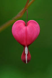 Pin By Sandi Seashell On Love S In The Air Bleeding Heart Bleeding Heart Flower Flower Heart