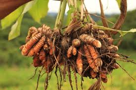 Image result for Turmeric