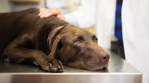 Cirrhosis Of The Liver Life Expectancy In Dogs