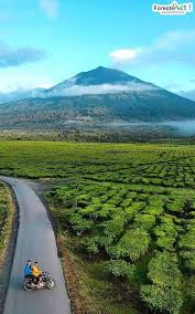 Di artikel ini saya akan menuliskan beberapa panggilan sayang yang unik dan lucu, bahkan terkesan alay. Kebun Teh Kayu Aro Jambi Kebun Teh Terbesar Kedua Di Dunia Pemandangan Dunia Taman Nasional