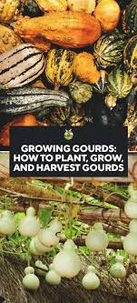 Growing Gourds How To Plant Grow And Harvest Gourds