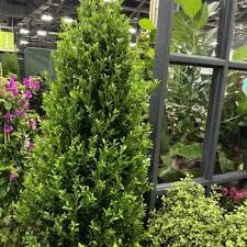 Image result for Blotiella crenata