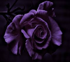 Layal Adli Kullanicinin Flower Panosundaki Pin Mor Gul Guller Mor