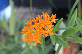 We did not find results for: Deer Resistant Perennials
