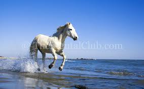 Please contact us if you want to publish a pc wallpaper on our site. 25000 Hd Nature Wallpapers In Zip File Mega Collection The Mental Club