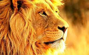 Pin By Omitomi Abiodun On Animal S Lion Hd Wallpaper Lion Images Lion Wallpaper