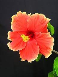 Hibiscus Flower Benefits In Telugu Hibiscus Hibiscus Plant Beautiful Flowers Amazing Flowers