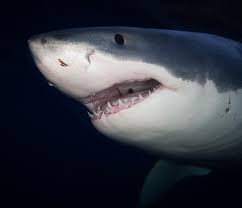 Image result for great white shark