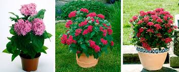 Image result for Pentas bussei