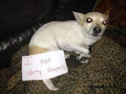 Pin On Dog Shaming