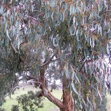 Image result for Eucalyptus angustissima