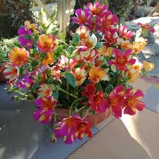 Hakikatnya, bunga ros atau mawar memang tanaman yang mudah untuk di tanaman namun dulu kalau beli pokok bunga ros ni memang masa beli tu sahaja dapat tengok bunganya. Rose Jepun Portulaca Gandiflora Duna Id Lazada