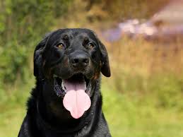 Check spelling or type a new query. Beauceron Dog Breed Pictures Info Care Guide Traits Pet Keen