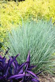 Image result for Schizachyrium