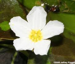 Image result for Nymphoides brevipedicellata