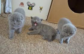 Maybe you would like to learn more about one of these? Scottish Fold Kittens Pets And Animals For Sale Texas