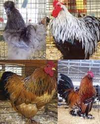 Maybe you would like to learn more about one of these? Feather Footed Bantam Chicken Special Cackle Hatchery