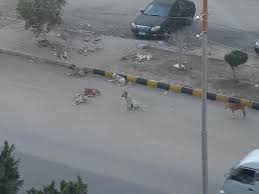 هل يجوز قتل الكلاب الضالة أوضح الأزهر الشريف حكم قتل الكلاب الضالة، منوهًا بأن الشريعة تنظر إلى الحيوان نظرة واقعيَّة؛ ترتكز على أهمِّيَّته في الحياة، ونفعه للإنسان، حيث نصّ. F2b9jiohzvhoem