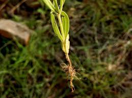 Image result for Kohautia